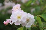 Lenore rose photo