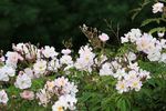 Lenore rose photo
