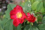 Amour rose photo