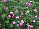 Green Beatle rose photo