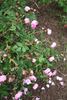 Green Beatle rose photo