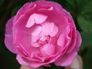 Green Beatle rose photo