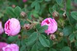 Green Beatle rose photo