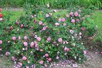Green Beatle rose photo