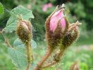Green Beatle rose photo