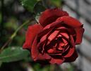 Chocolate Sundae ™ rose photo