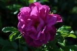 Amélie Gravereaux rose photo