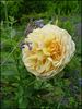 Felidaé rose photo