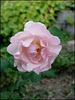 Lucetta rose photo