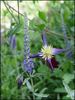 Aromatica clematis photo