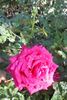 Old Smoothie rose photo