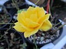 Cal Poly ™ rose photo