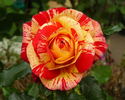 Love In rose photo