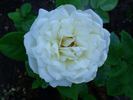 Galahad rose photo