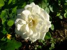 Galahad rose photo