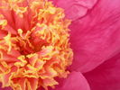 Doreen peony photo