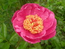 Doreen peony photo