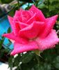 Ballet ® rose photo