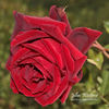 John Waterer rose photo
