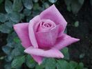 Mainzer Fastnacht X Passion rose photo