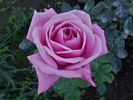 Mainzer Fastnacht X Passion rose photo