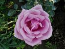 Mainzer Fastnacht X Passion rose photo