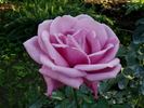 Mainzer Fastnacht X Passion rose photo