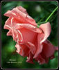 Pleasure rose photo