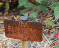 Ida Elizabeth rose photo