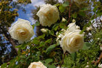 Climbing Kaiserin Auguste Viktoria rose photo