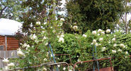 Climbing Kaiserin Auguste Viktoria rose photo
