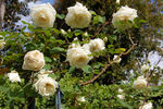 Climbing Kaiserin Auguste Viktoria rose photo
