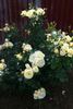 Bamako rose photo