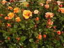 China Sunrise rose photo
