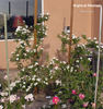 Brigitte de Villenfagne rose photo
