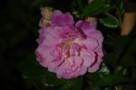 Jean Lhoste rose photo