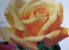 Revival rose photo