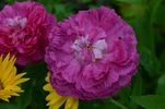 Agatha Fatima rose photo