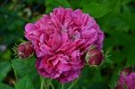 Arlequin rose photo