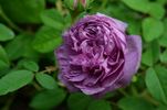 Cosimo Ridolfi rose photo