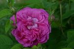 D'Aguesseau rose photo