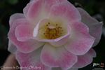 Chateau de Bagnols rose photo