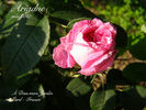 Ariane rose photo