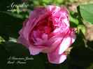 Ariane rose photo