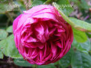 Notre-Dame des Voyageurs rose photo