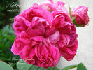 Notre-Dame des Voyageurs rose photo