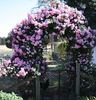 Pinkie, Cl. rose photo