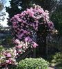 Pinkie, Cl. rose photo