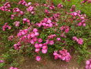 Paul Täckelburg rose photo