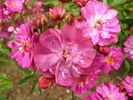 Paul Täckelburg rose photo
